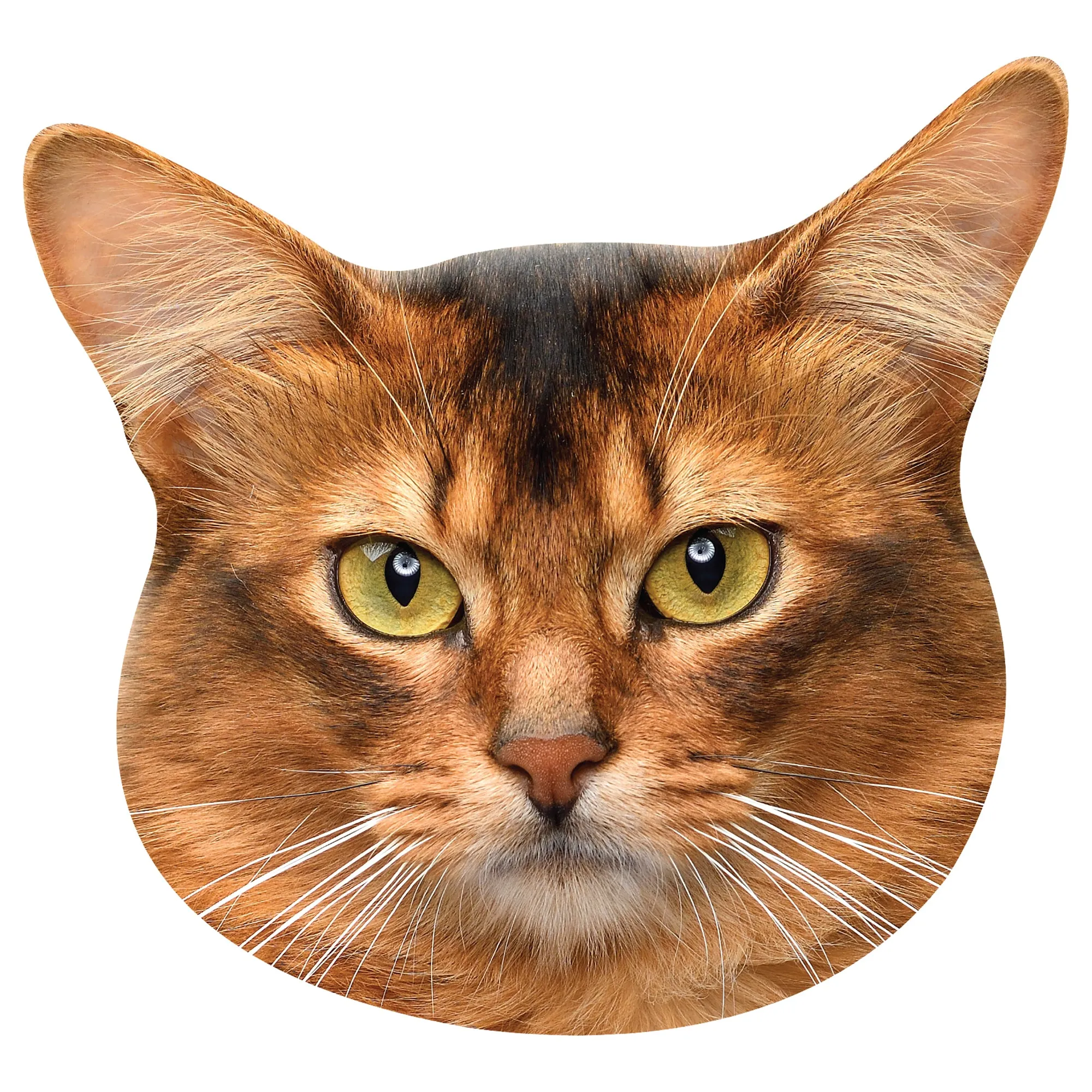 Animals: Somali Cat Foam Core Cutout - Big Head