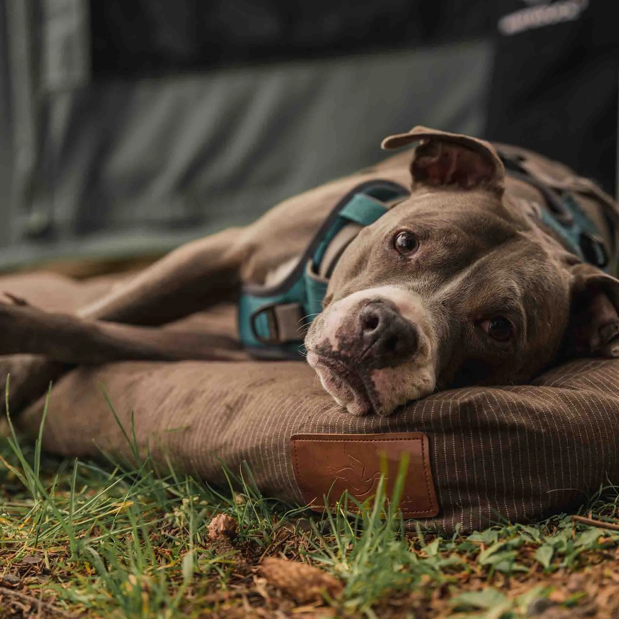 Dog Bed